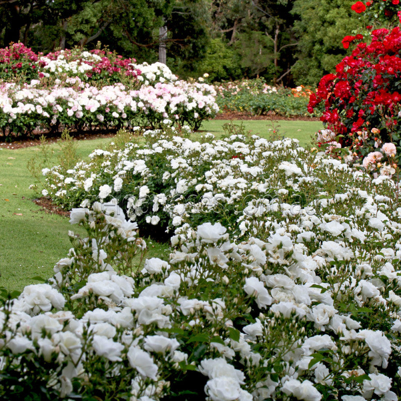 Rose 'Innocencia'