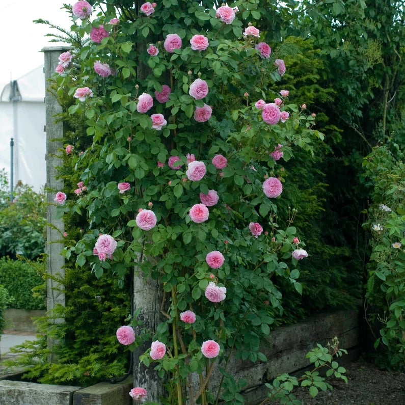 Rose 'James Galway' (David Austin) - Large