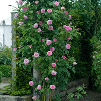 Rose 'James Galway' (David Austin) - Large