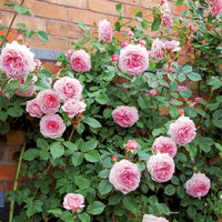 Rose 'James Galway' (David Austin) - Large