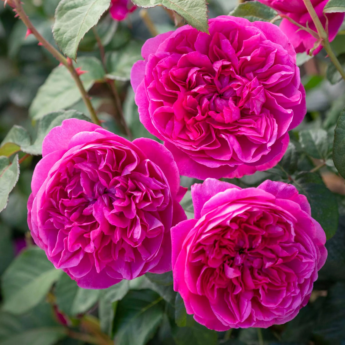 Rose ‘James L' (David Austin)