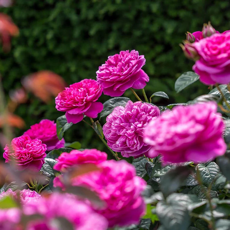 Rose ‘James L' (David Austin)