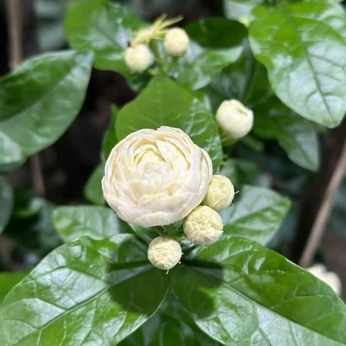 Rose Jasmine (Chinese Emperor) - Ladybird Nursery