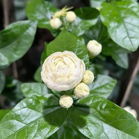 Rose Jasmine (Chinese Emperor) - Ladybird Nursery