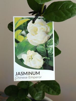 Rose Jasmine (Chinese Emperor) - Ladybird Nursery