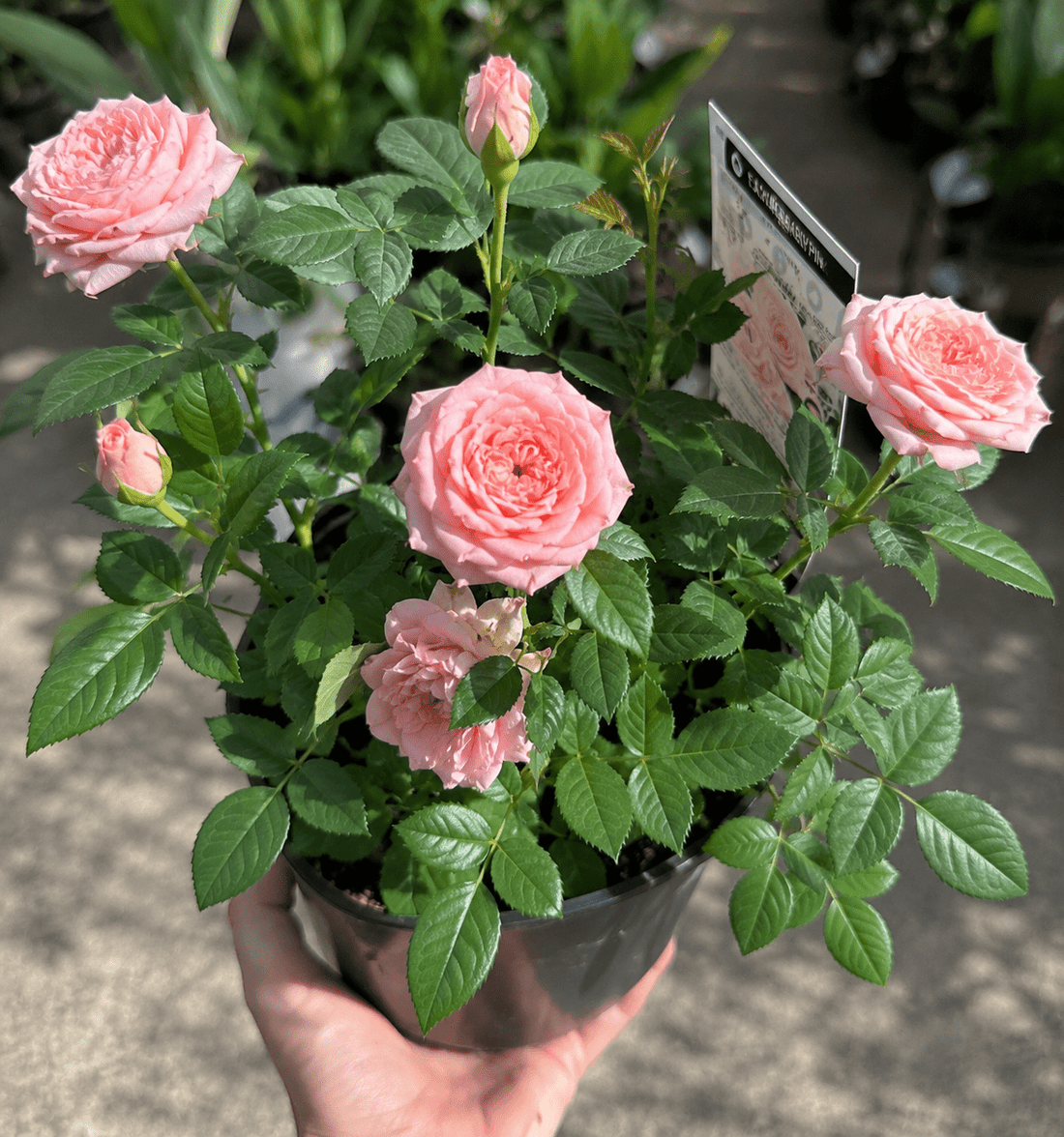Rose ‘Jewel Baby Pink’ - Ladybird Nursery