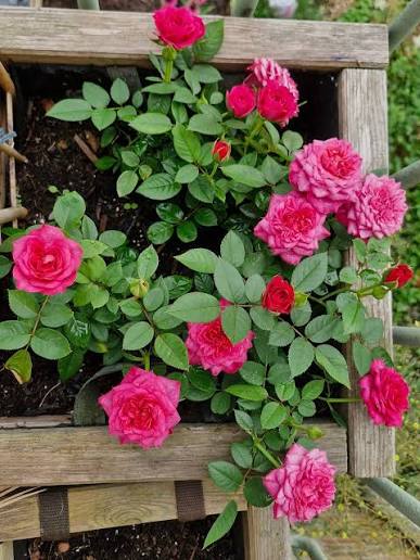 Rose ‘Jewel Miniature Violet’ - Ladybird Nursery