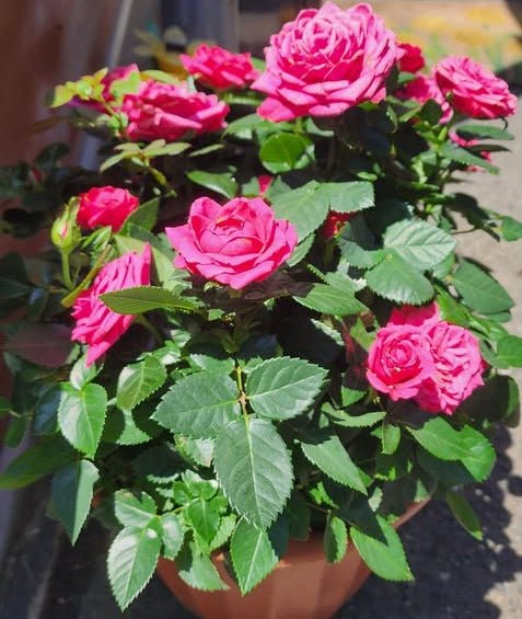 Rose ‘Jewel Miniature Violet’ - Ladybird Nursery