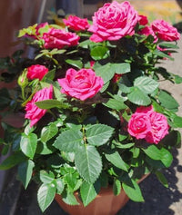 Rose ‘Jewel Miniature Violet’ - Ladybird Nursery
