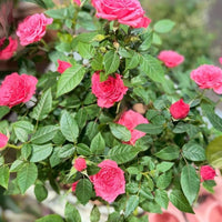 Rose ‘Jewel Miniature Violet’ - Ladybird Nursery