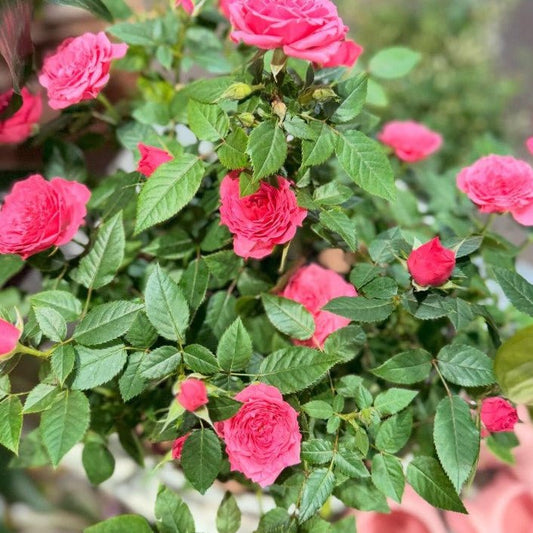 Rose ‘Jewel Miniature Violet’ - Ladybird Nursery