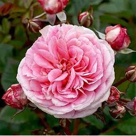 Rose 'Love Affair' - Ladybird Nursery