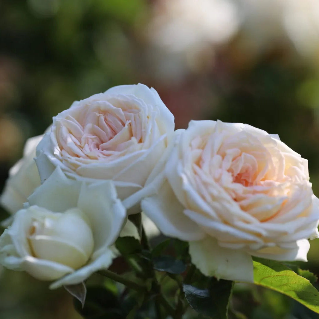 Rose 'Madame Anisette'