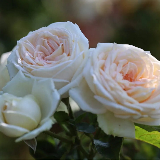 Rose 'Madame Anisette' - Ladybird Nursery