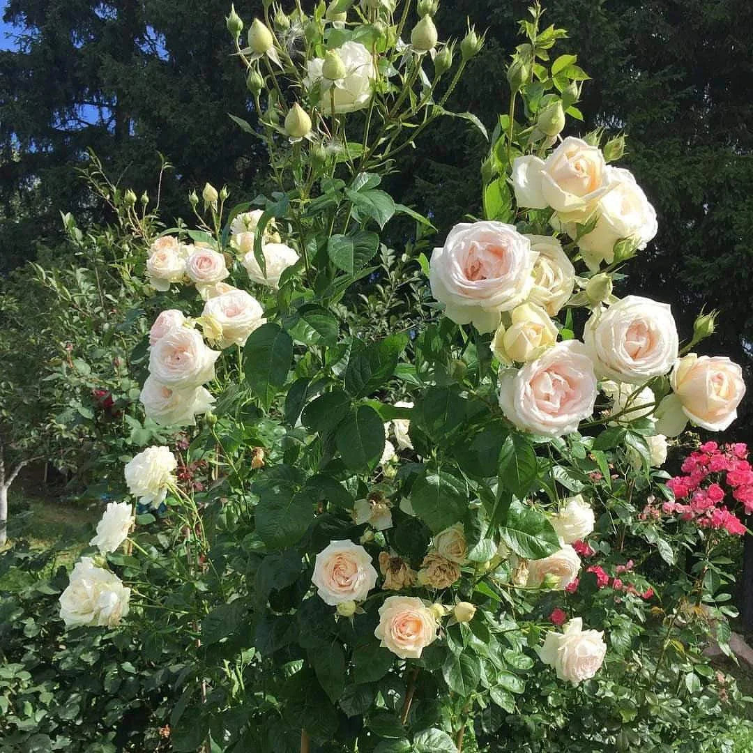 Rose 'Madame Anisette'