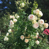 Rose 'Madame Anisette'
