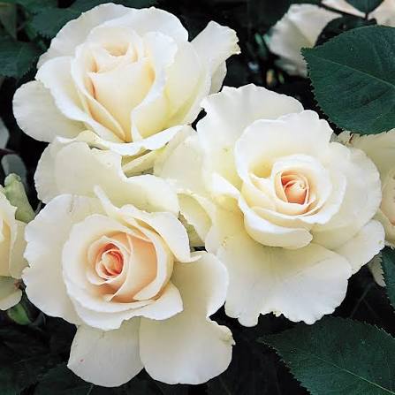 Rose ‘Margaret Merril’ - Large