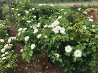 Rose ‘Margaret Merril’ - Large
