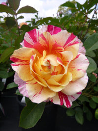 Rose ‘Maurice Utrillo’ (Delbard)
