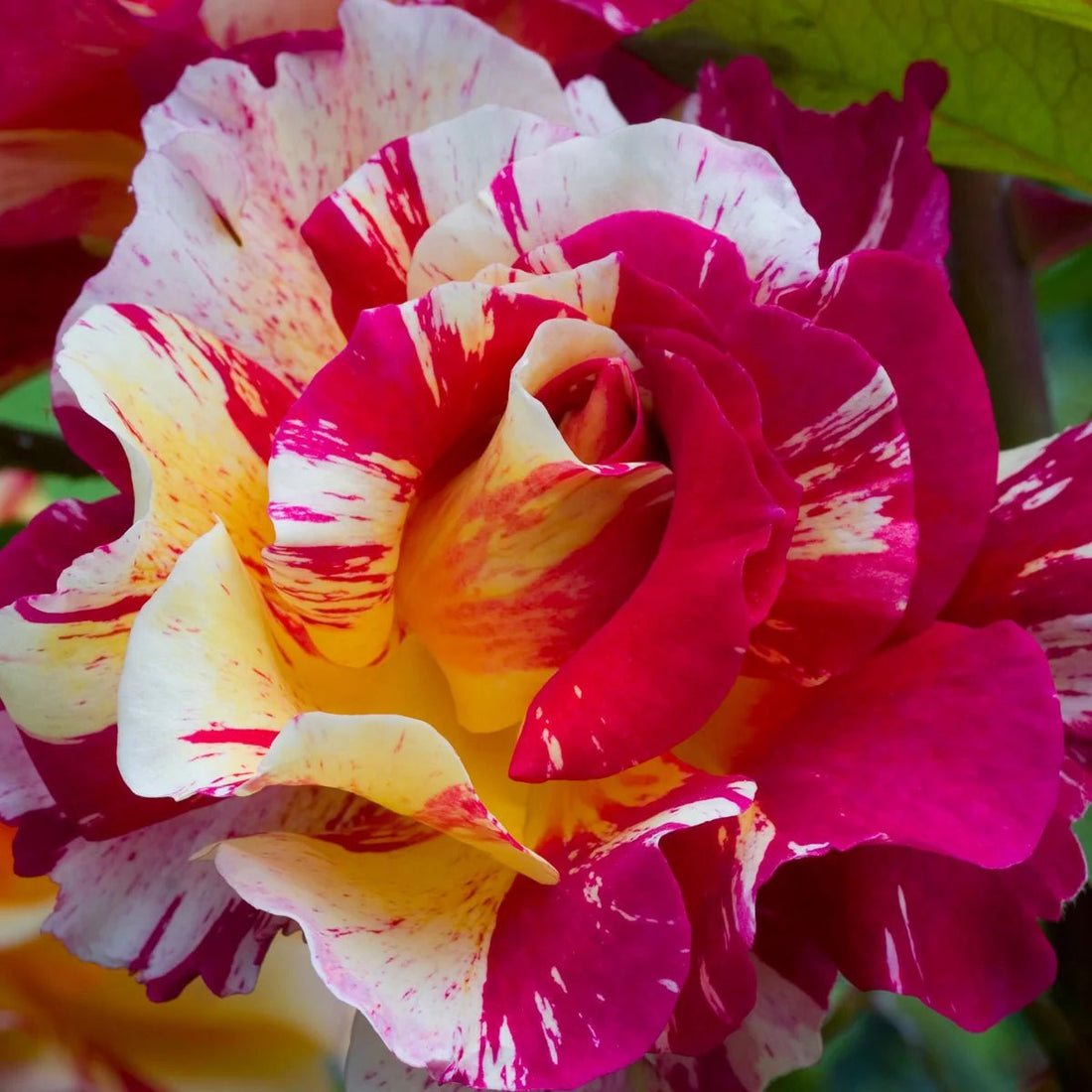 Rose ‘Maurice Utrillo’ (Delbard)