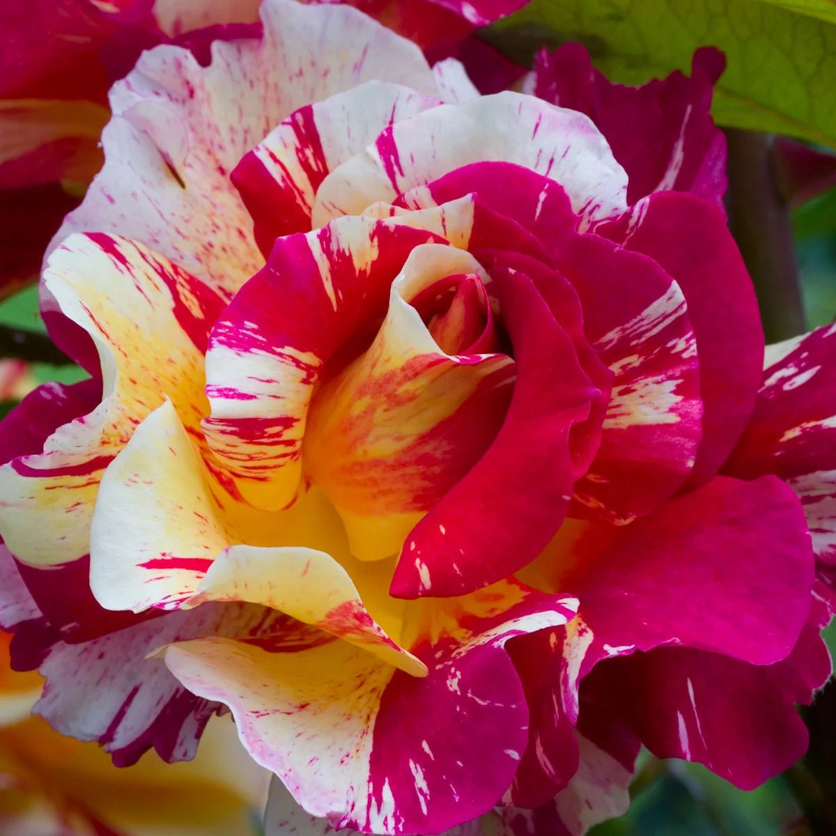 Rose ‘Maurice Utrillo’ (Delbard)
