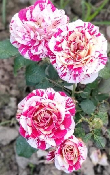 Rose ‘Maurice Utrillo’ (Delbard)