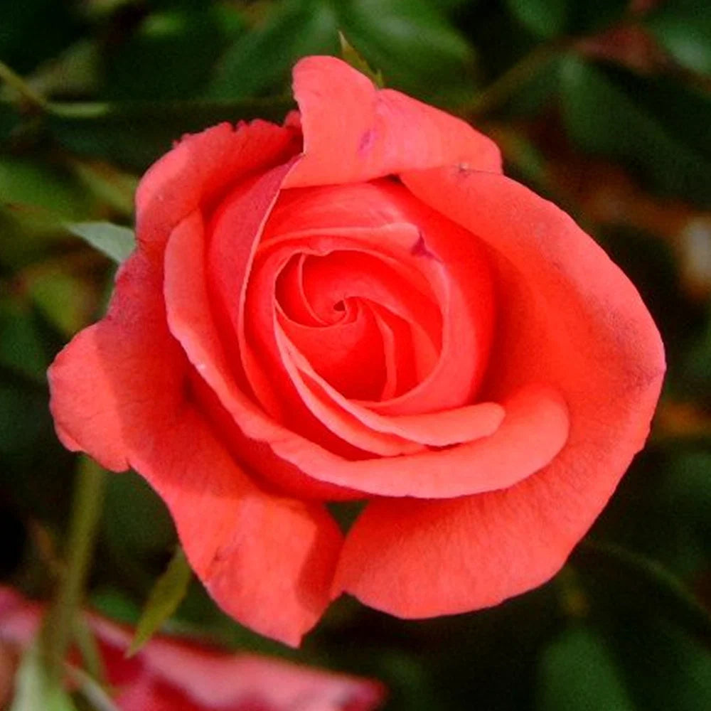 Rose 'Montezuma' - Large