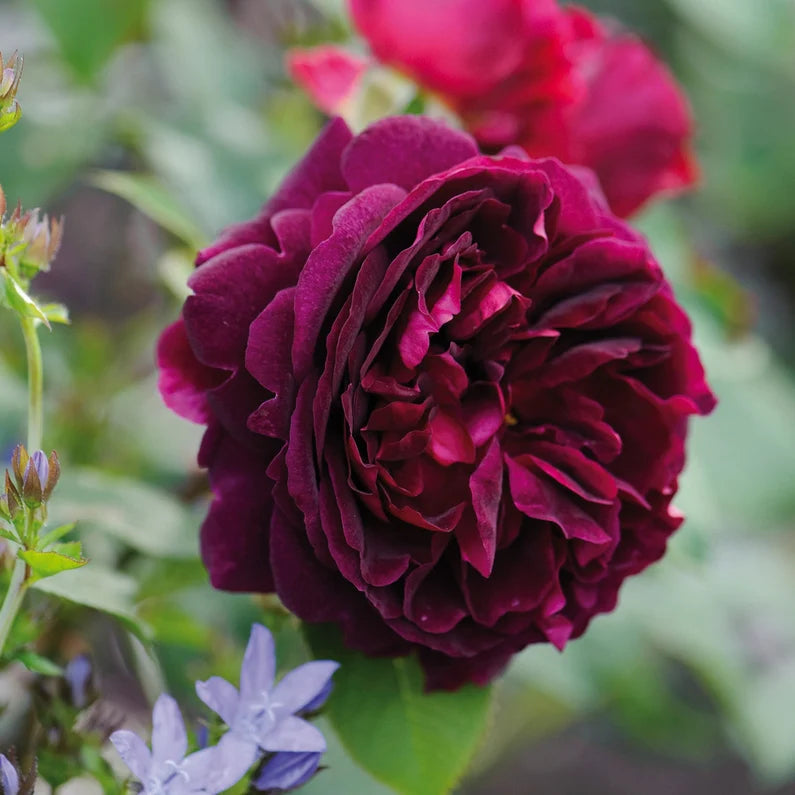 Rose 'Munstead Wood' (David Austin) - Large