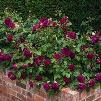 Rose 'Munstead Wood' (David Austin) - Large