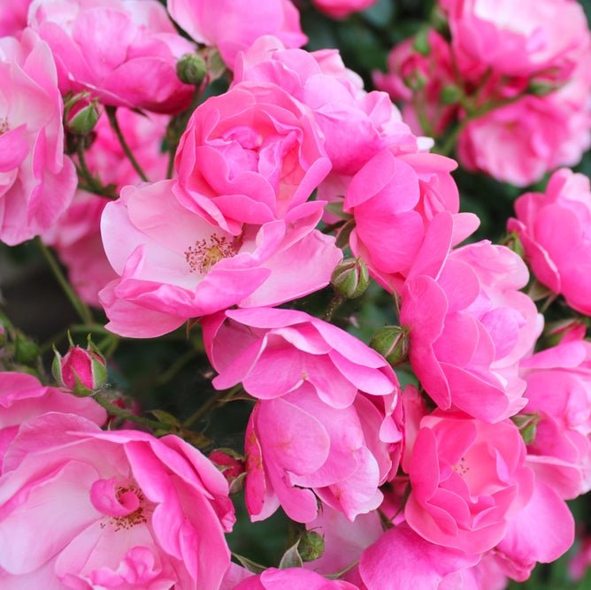 Rose 'Pink Ayoba' (Floribunda) - Large - Ladybird Nursery