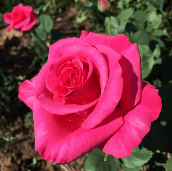 Rose 'Pink Kardinal' - Large