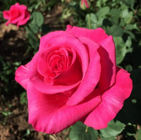 Rose 'Pink Kardinal' - Large