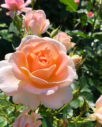 Rose 'Peach Profusion'