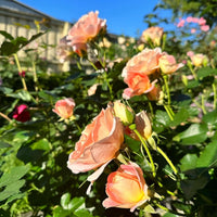 Rose 'Peach Profusion'