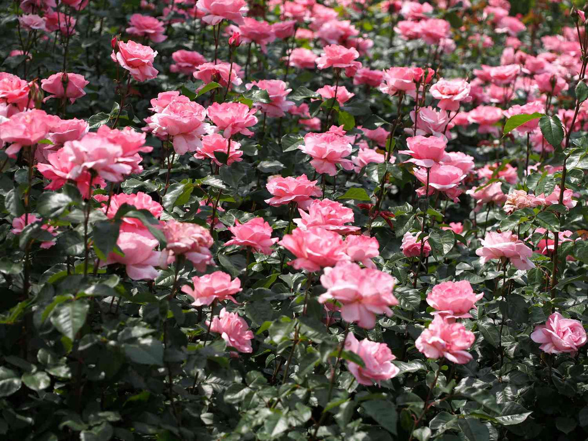 Rose Queen Elizabeth Plant – Buy Now! – Ladybird Nursery