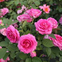 Rose 'Raspberry Cupcake' (Floribunda) - Large