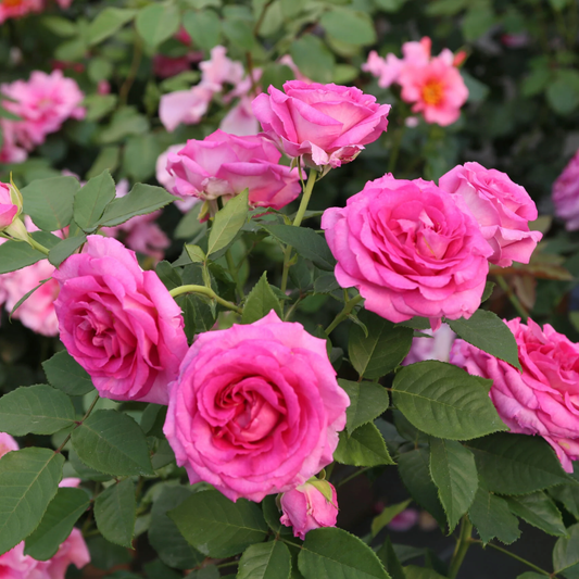 Rose 'Raspberry Cupcake' (Floribunda) - Large - Ladybird Nursery
