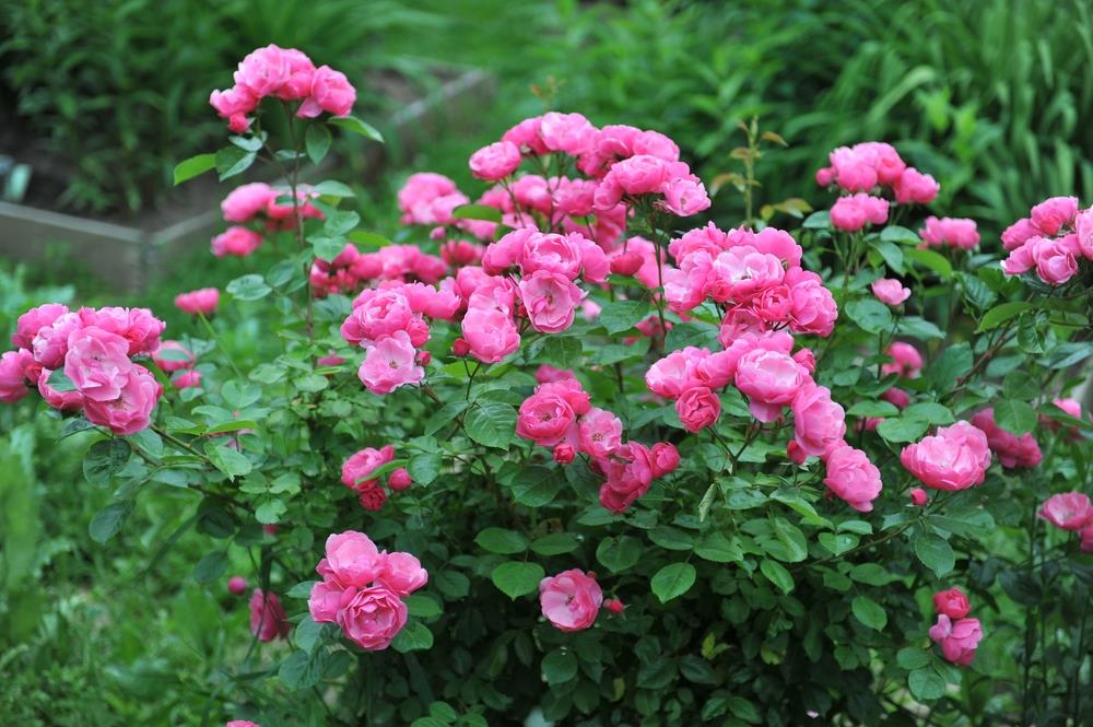 Rose 'Raspberry Cupcake' (Floribunda) - Large