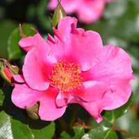 Rose 'SEE YOU In Pink' - Large - Ladybird Nursery