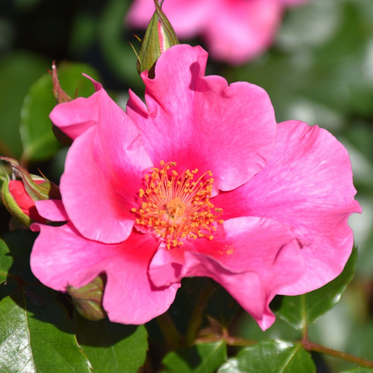 Rose 'SEE YOU In Pink' - Large - Ladybird Nursery