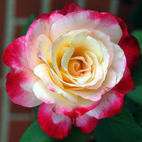 Rose Double Delight 3 ft Standards (Rosa) - Ladybird Nursery