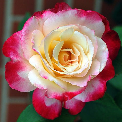 Rose ‘Double Delight’ 3ft Standard - Ladybird Nursery