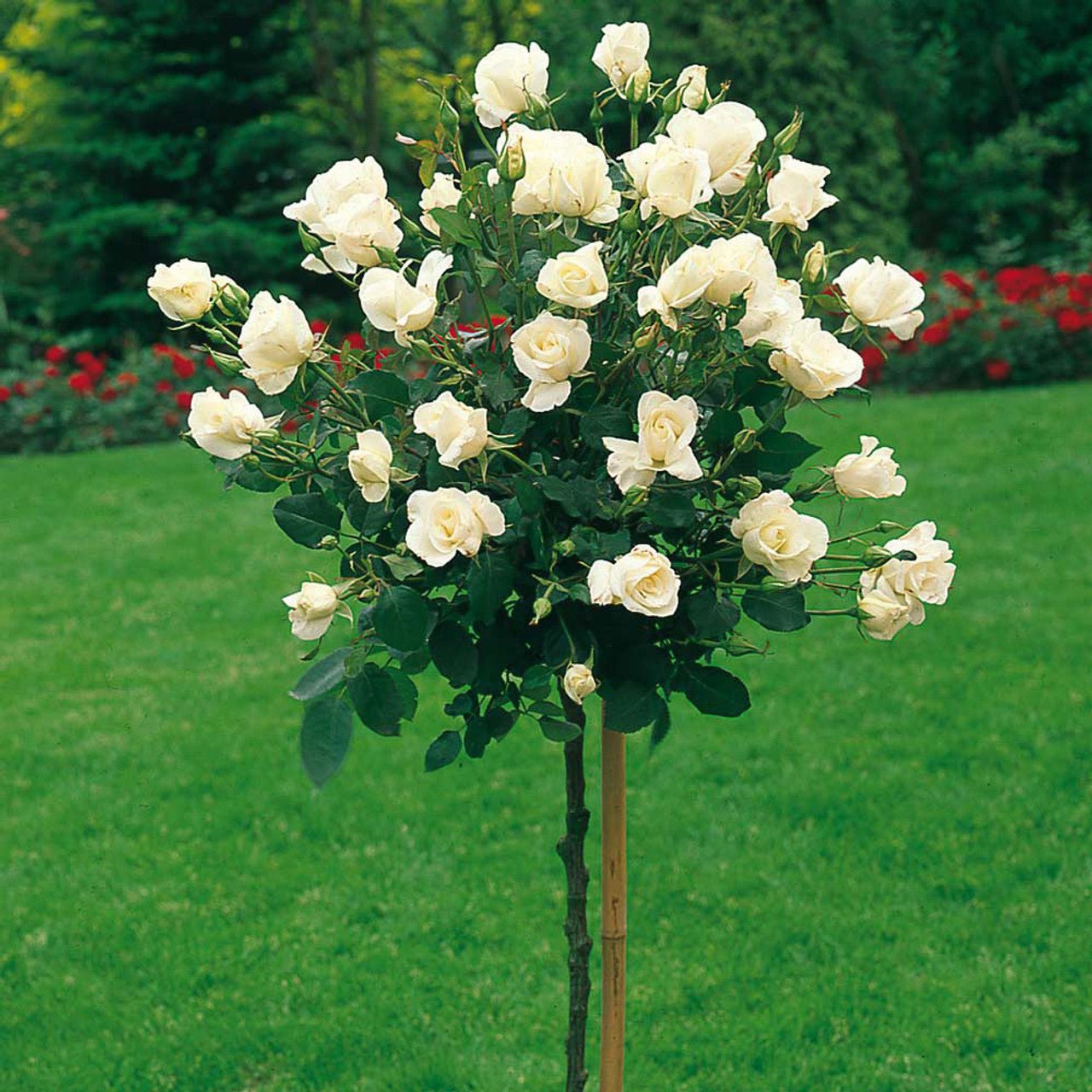 Rose Pascali 2 ft Standards (Rosa) - Ladybird Nursery