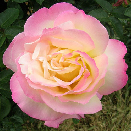 Rose Peace 3 ft Standards (Rosa)