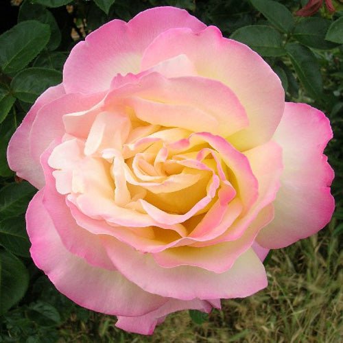 Rose Peace 3 ft Standards (Rosa) - Ladybird Nursery