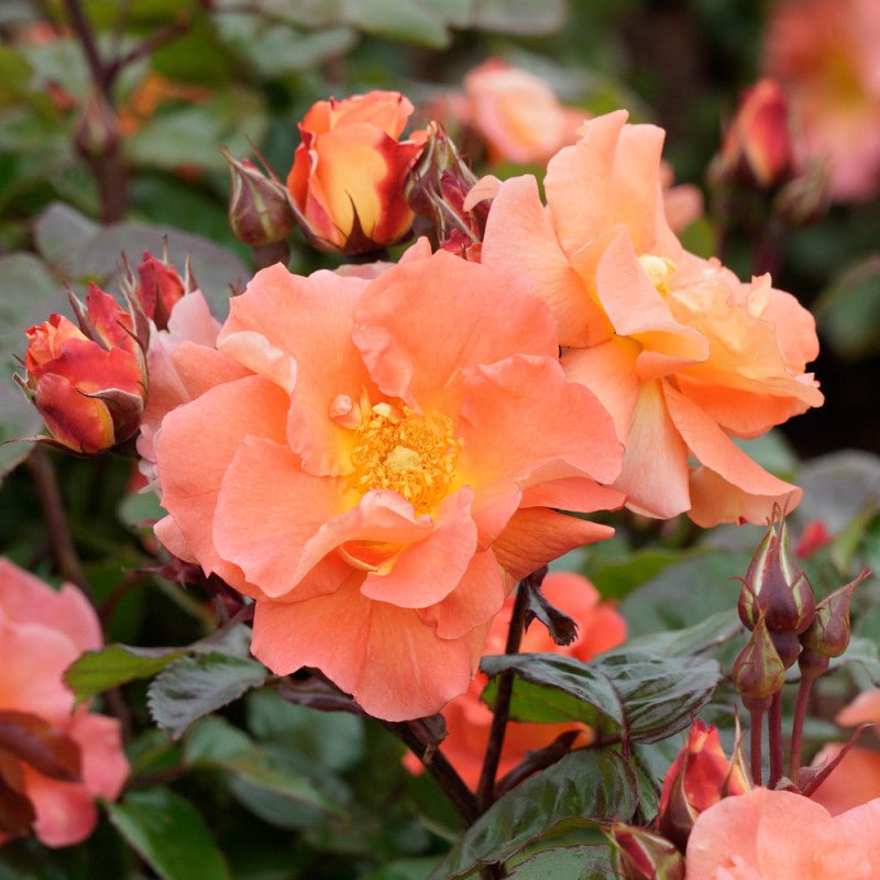 Rose 'Sunburst Glow' - Large - Ladybird Nursery