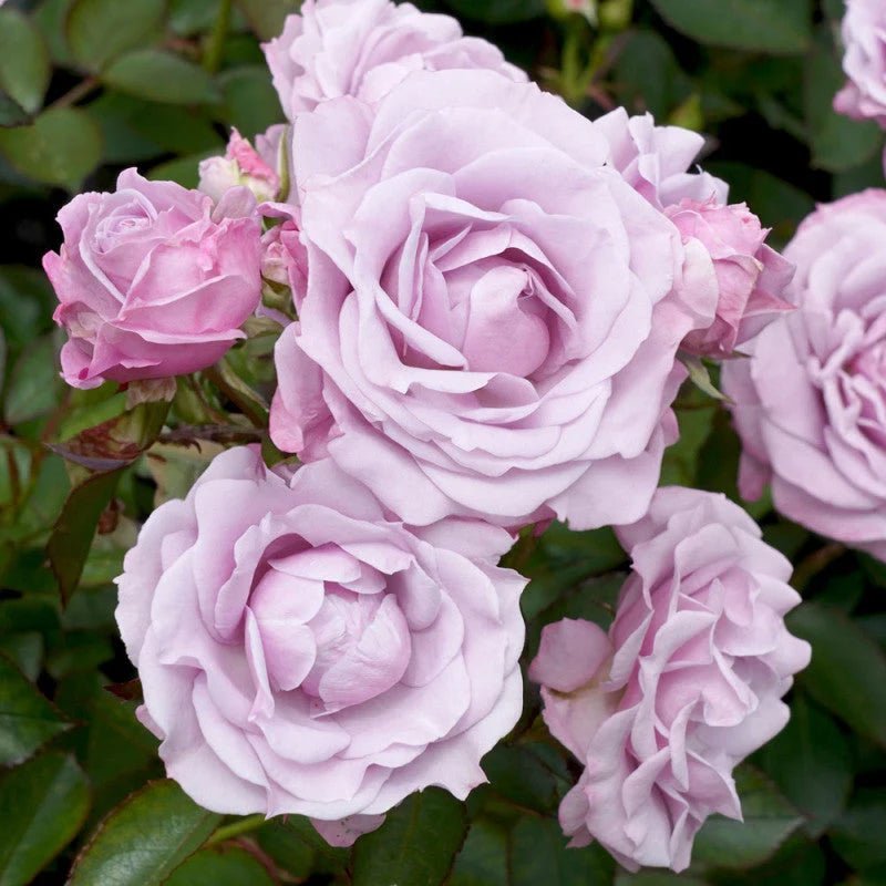 Rose 'Tangles' (Floribunda) - Large