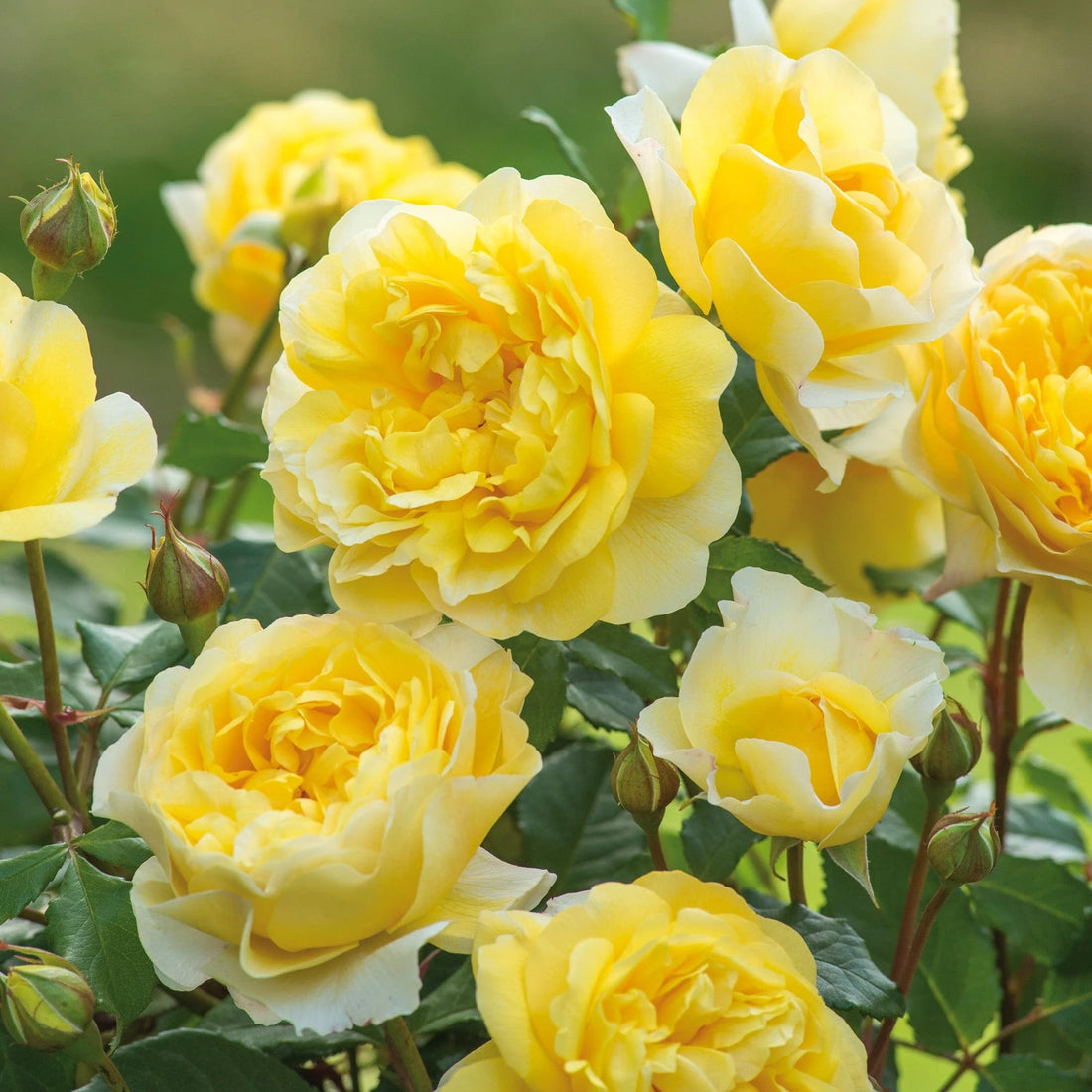Rose 'The Poet's Wife' (David Austin) - Large