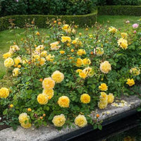 Rose 'The Poet's Wife' (David Austin) - Large
