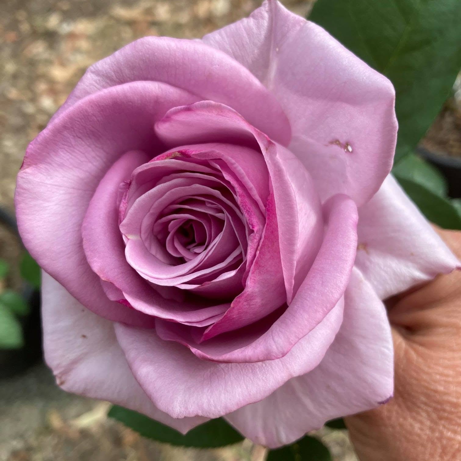 Rose 'Vol De Nuit'